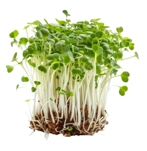 Fresh microgreen sprouts